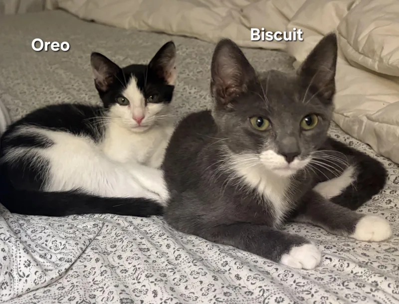 A baby medium-sized male Black & White / Tuxedo Domestic Short Hair cat named Oreo and Biscuit for adoption in Temple, PA