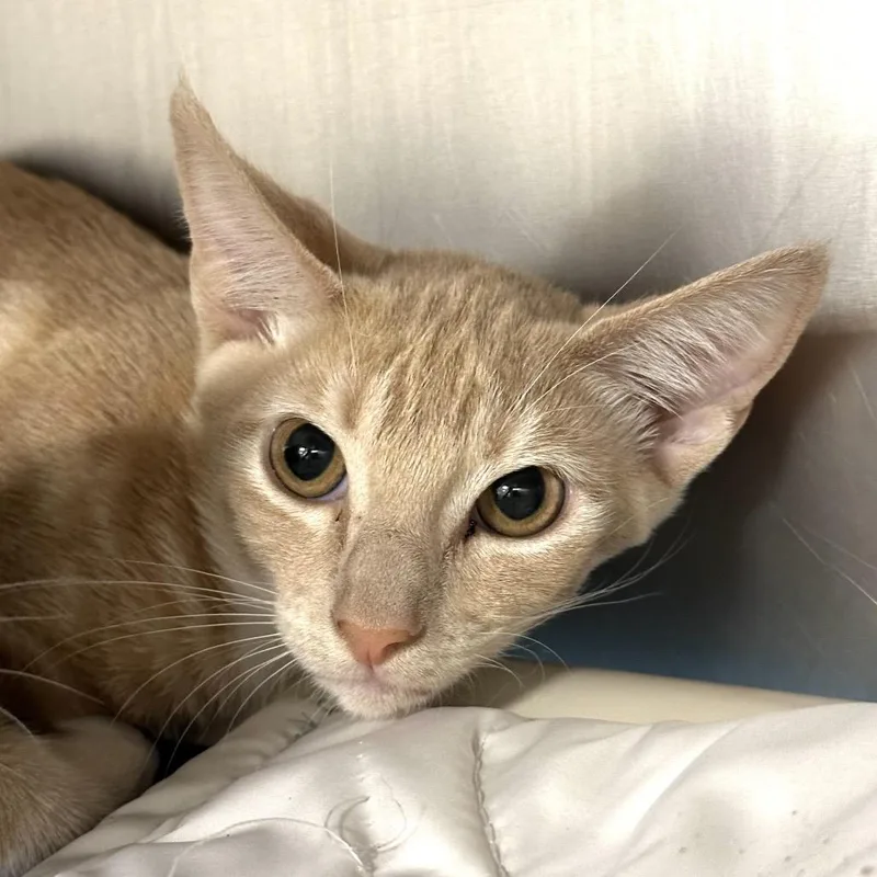 A baby medium-sized male Orange / Red Domestic Short Hair cat named Diego for adoption in West Palm Beach, FL