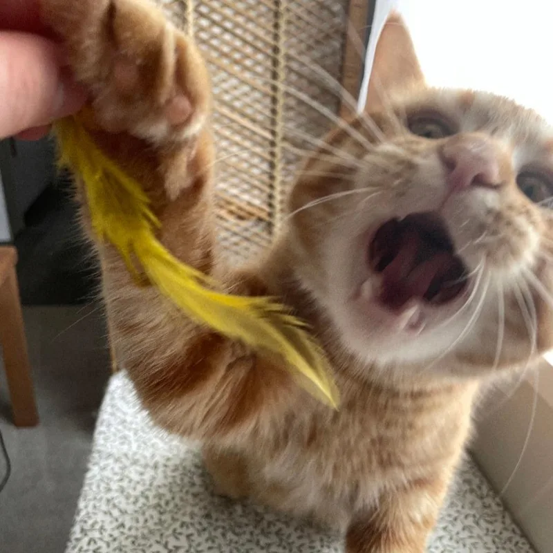 An adult medium-sized male Orange / Red Domestic Short Hair cat named Freddy for adoption in Normal, IL