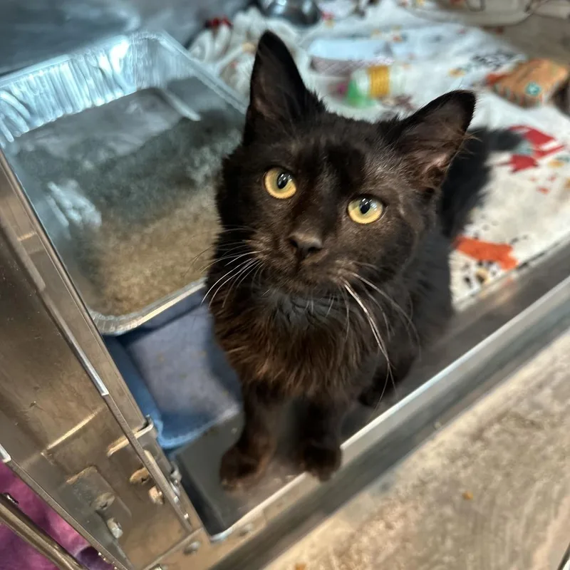 A young medium-sized male Black Domestic Medium Hair cat named Red Star for adoption in Matteson, IL
