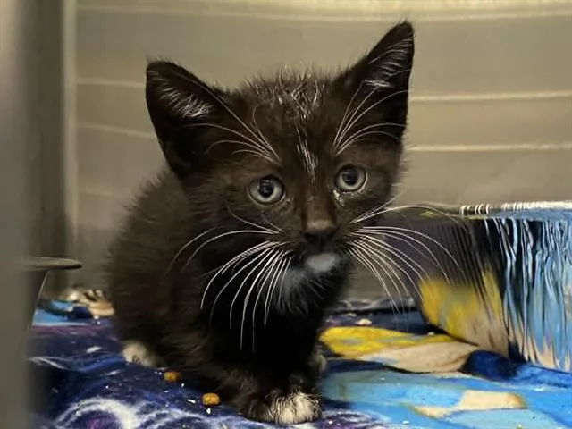 A baby small-sized male Domestic Short Hair cat named Stanley for adoption in Tustin, CA