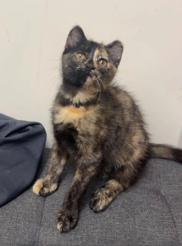 A baby medium-sized female Domestic Short Hair cat named Siri for adoption in Pomona, NY
