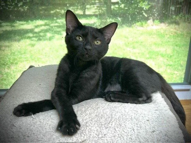 A baby medium-sized female Black Domestic Short Hair cat named Cymbal for adoption in Nashville, TN