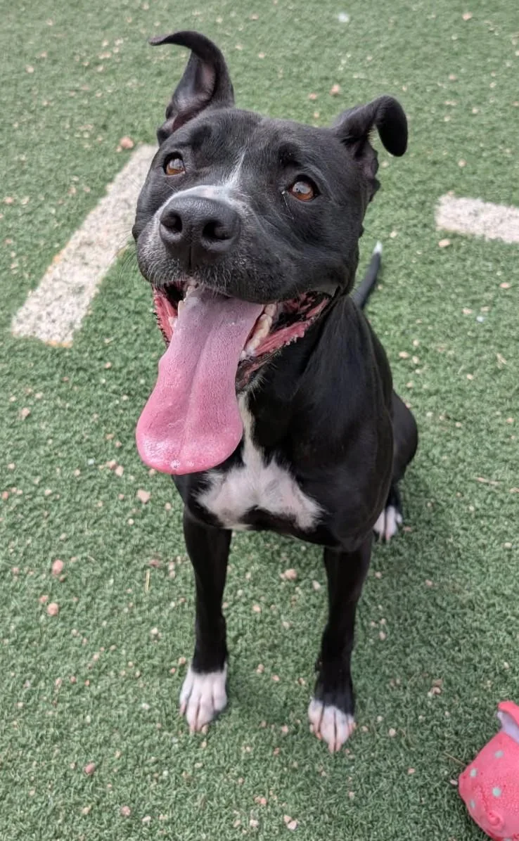 An adult medium-sized female Pit Bull Terrier dog named Tulip for adoption in Benson, AZ