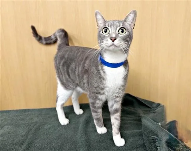 An adult medium-sized male Domestic Medium Hair cat named Oliver for adoption in Saint Louis, MO