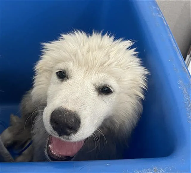 A baby large-sized female Mixed Breed dog named Jules for adoption in Dallas, TX