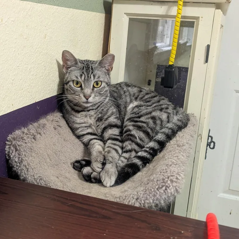 Silver Aka Tomlinson J