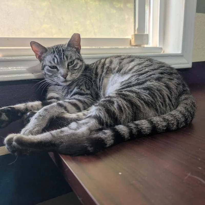 Silver Aka Tomlinson J thumbnail 2