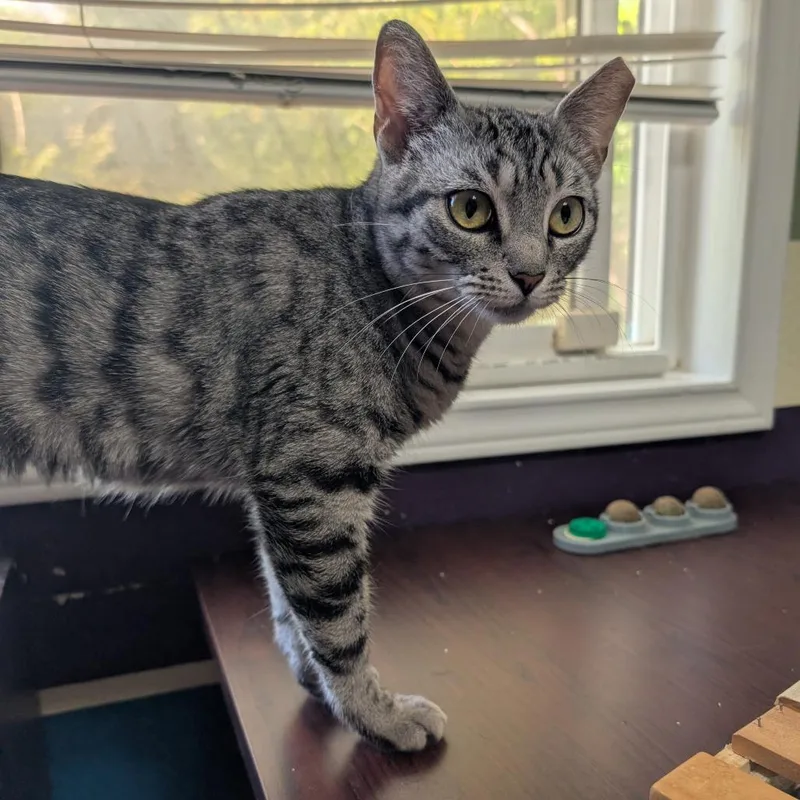 Silver Aka Tomlinson J thumbnail 3