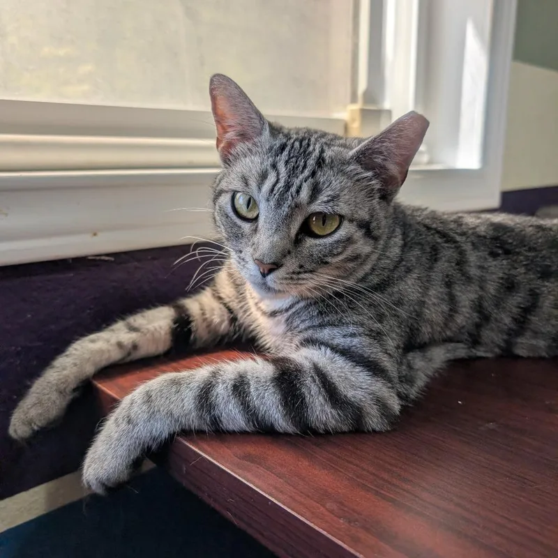 Silver Aka Tomlinson J thumbnail 4