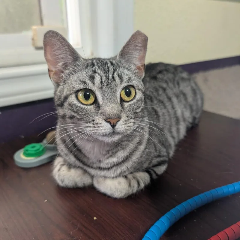 Silver Aka Tomlinson J thumbnail 5