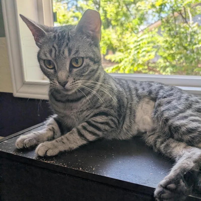 Silver Aka Tomlinson J thumbnail 6