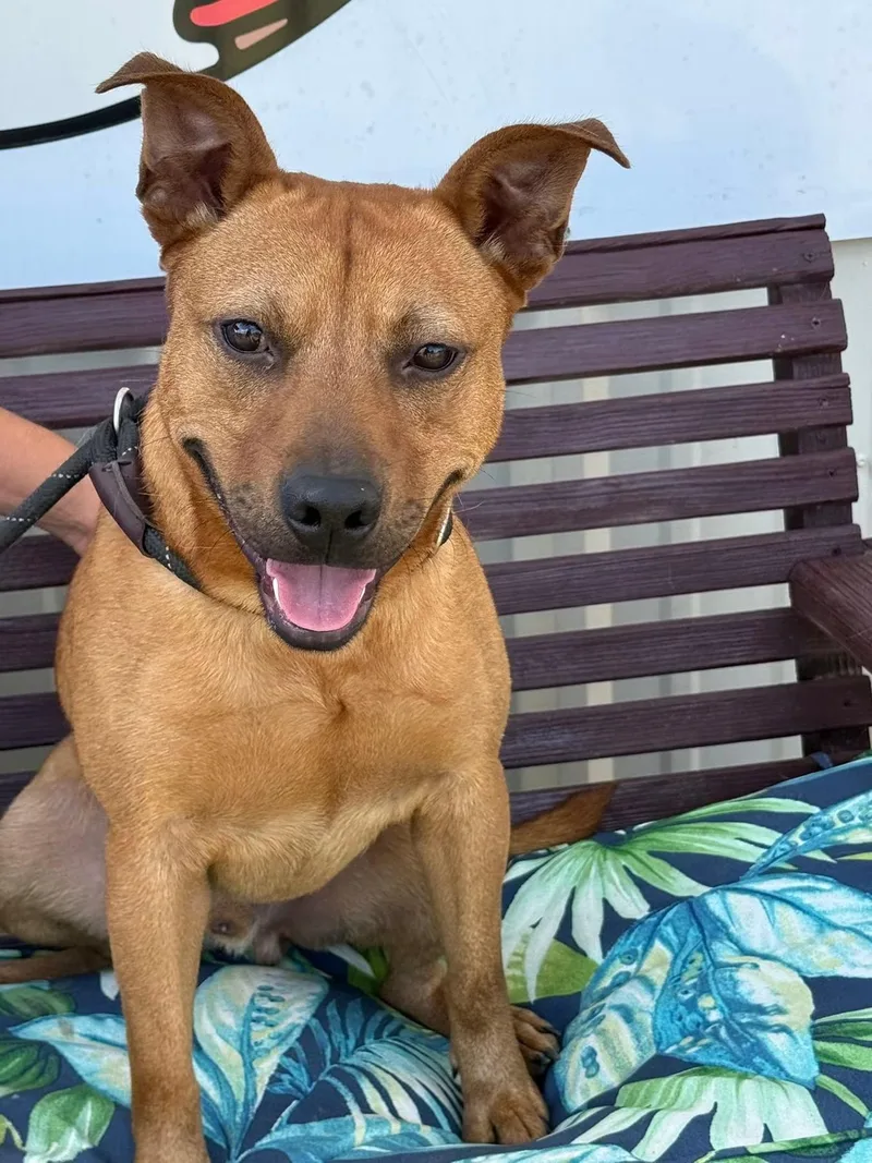 A young medium-sized female Carolina Dog dog named Nathan for adoption in Tyler, TX