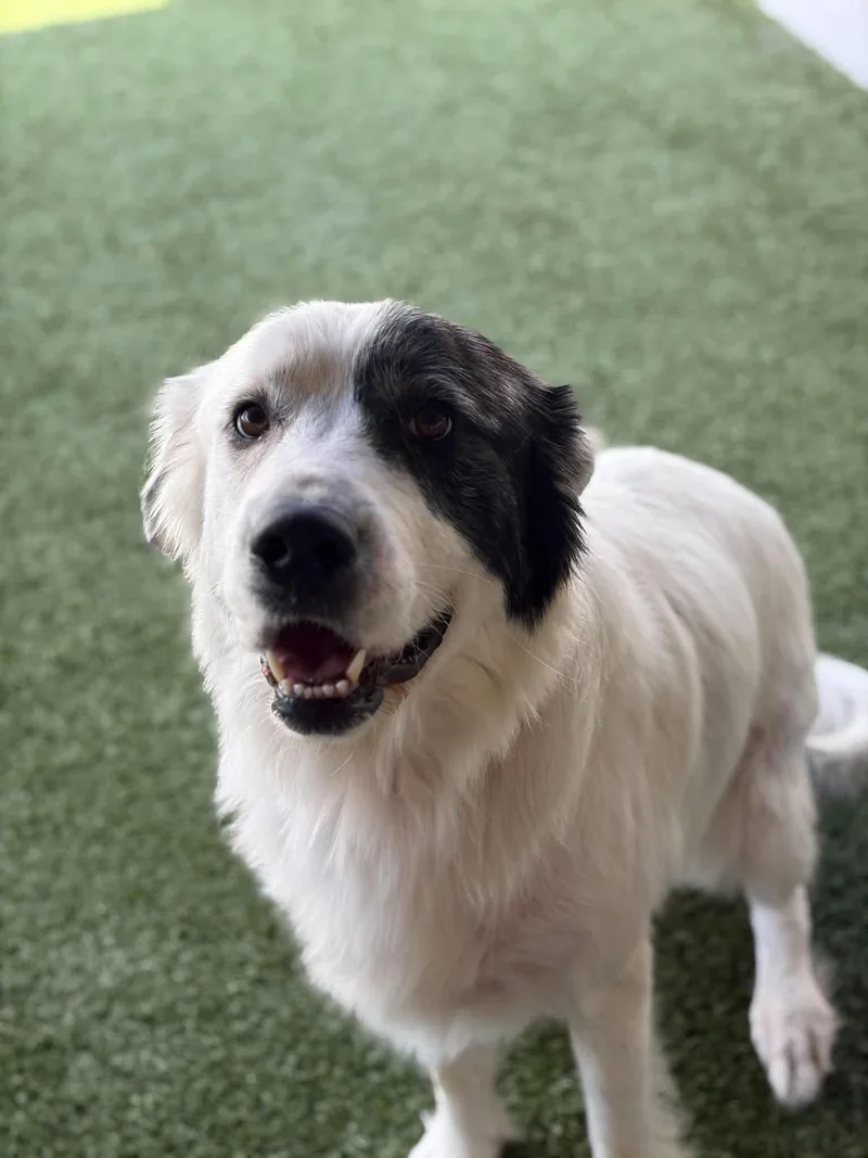 An adult large-sized female Great Pyrenees dog named Cotton for adoption in Fayetteville, AR