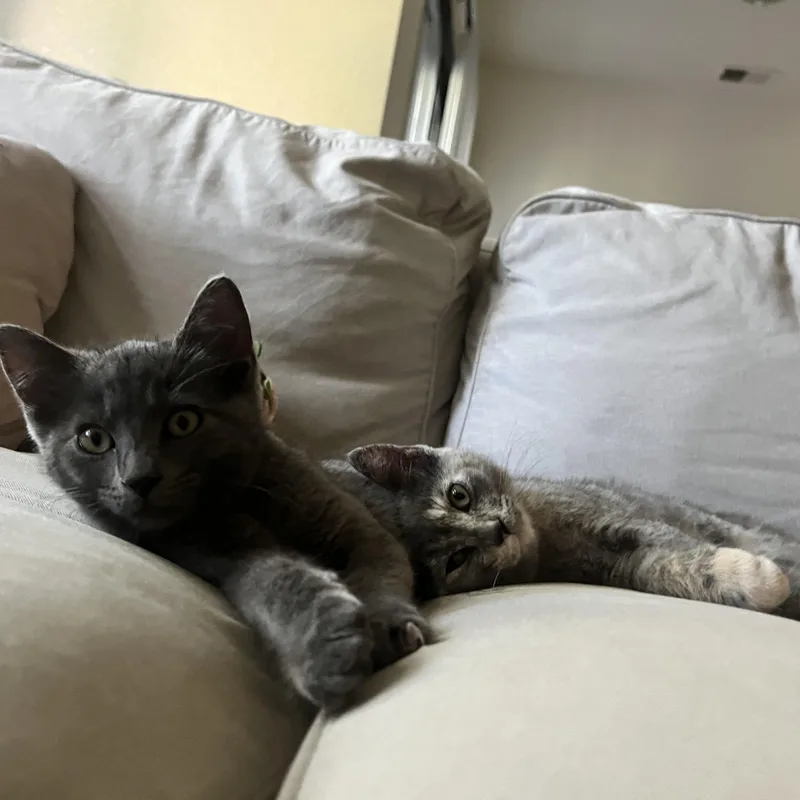 A baby medium-sized male Gray / Blue / Silver Domestic Short Hair cat named Clovis for adoption in Davis, CA