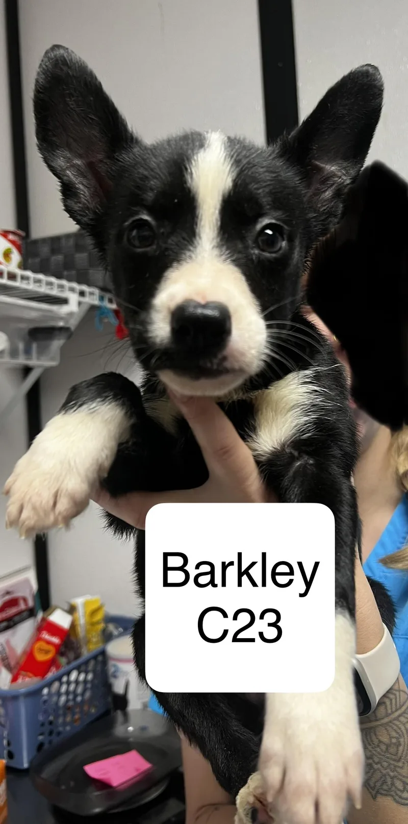 Barkley