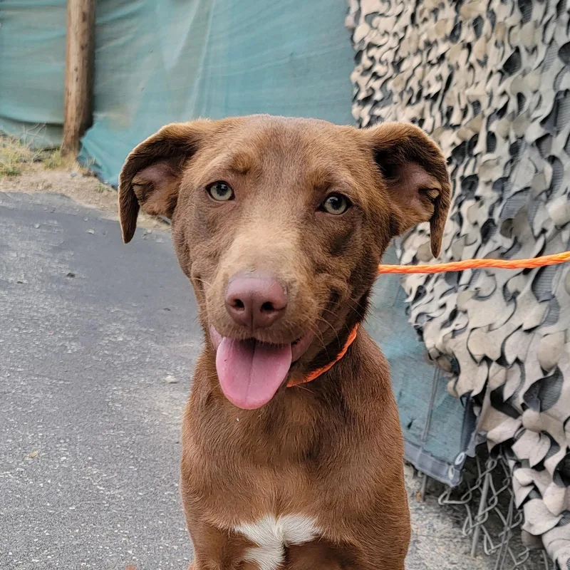A young medium-sized male Red / Chestnut / Orange Nova Scotia Duck Tolling Retriever dog named Dobbie for adoption in Camp Pendleton, CA