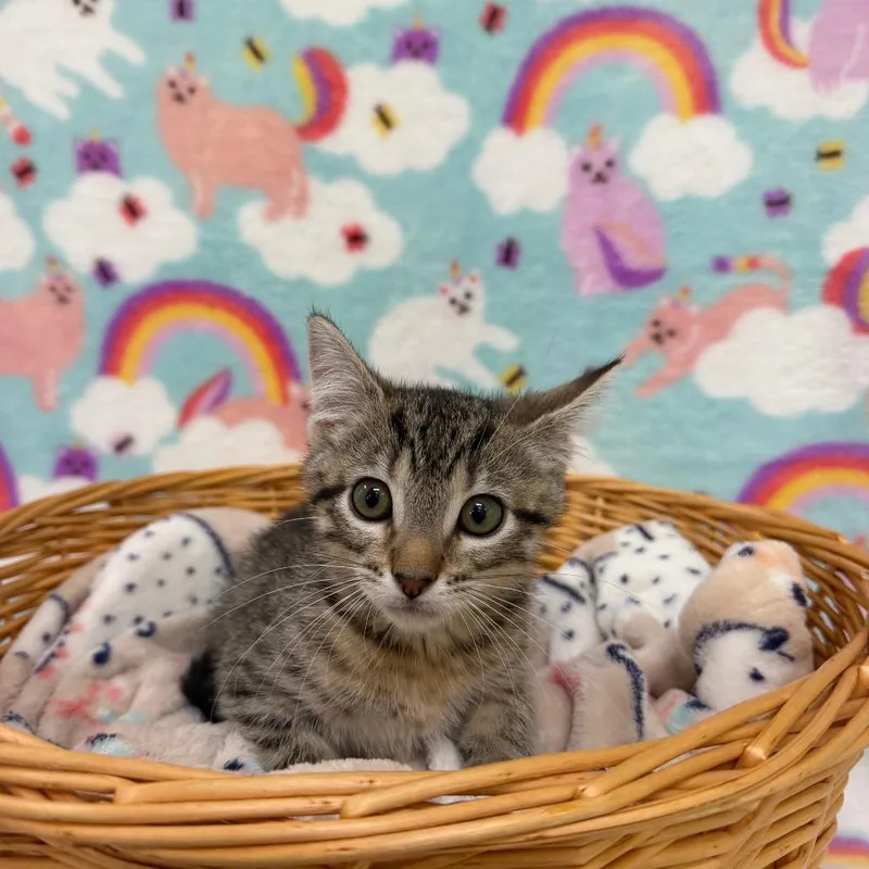 A baby small-sized female Torbie Domestic Short Hair cat named Malibu for adoption in Deerfield, IL