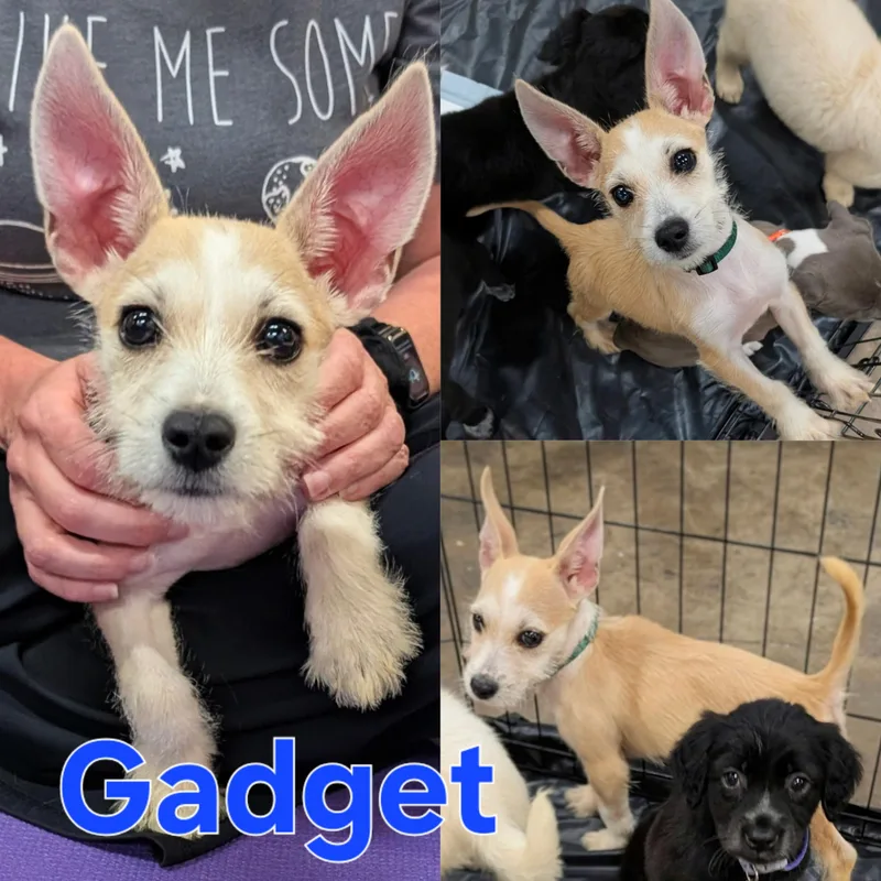 A baby small-sized female Brindle Chihuahua dog named Gemma for adoption in Dallas, TX