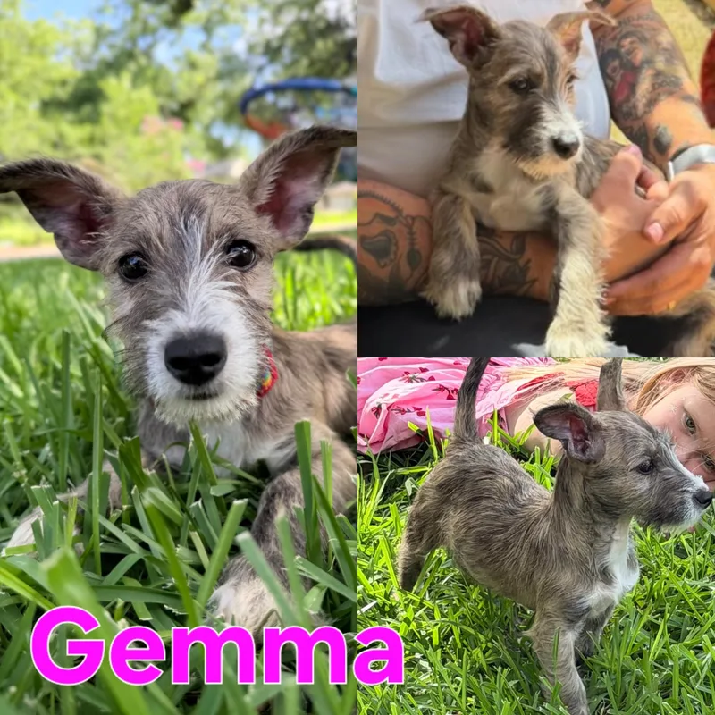 Gemma thumbnail 2