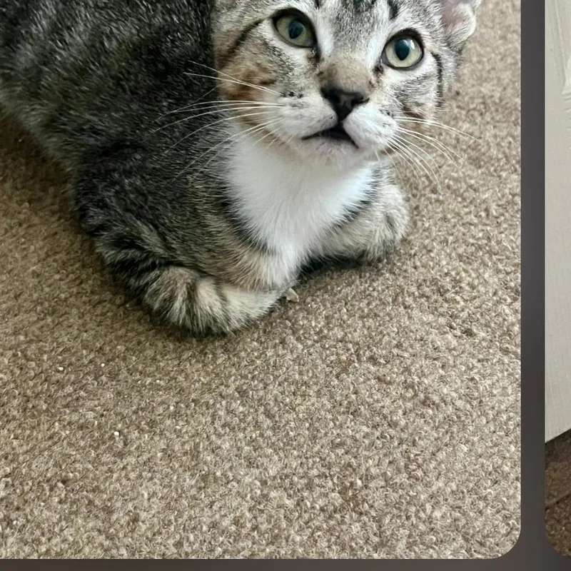 A young medium-sized male Tabby cat named Bowie Boy for adoption in Phoenix , AZ