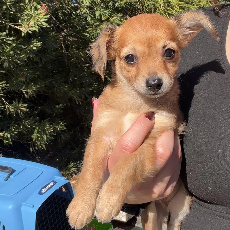 A baby small-sized female Yellow / Tan / Blond / Fawn Chihuahua dog named Kanga for adoption in Chico, CA