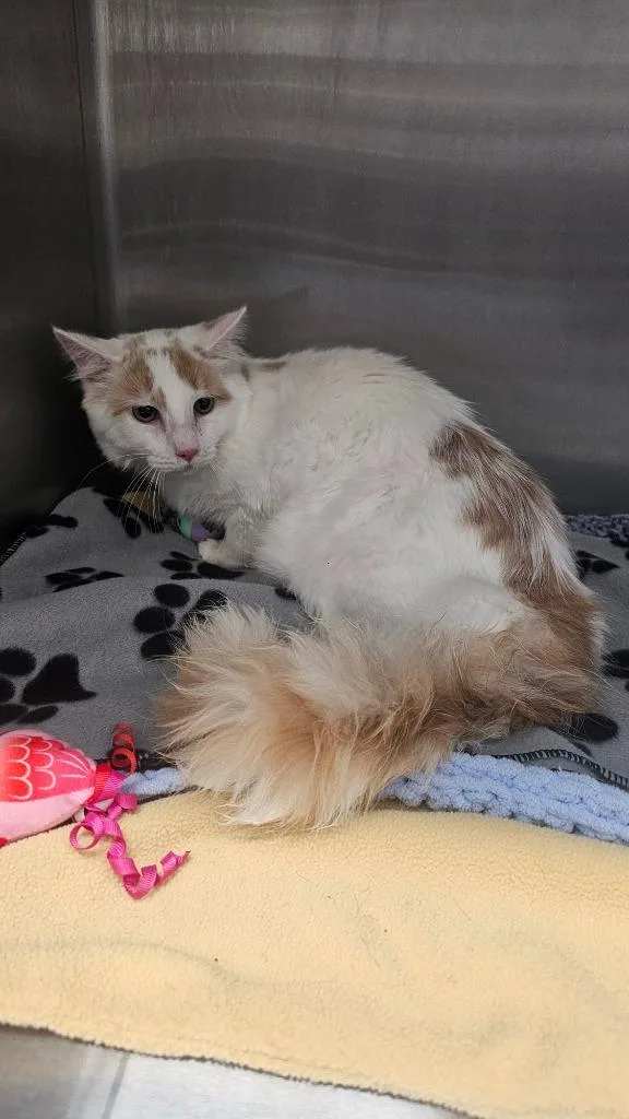 A baby medium-sized male Domestic Medium Hair cat named Cutiepie for adoption in Clarksville, TN