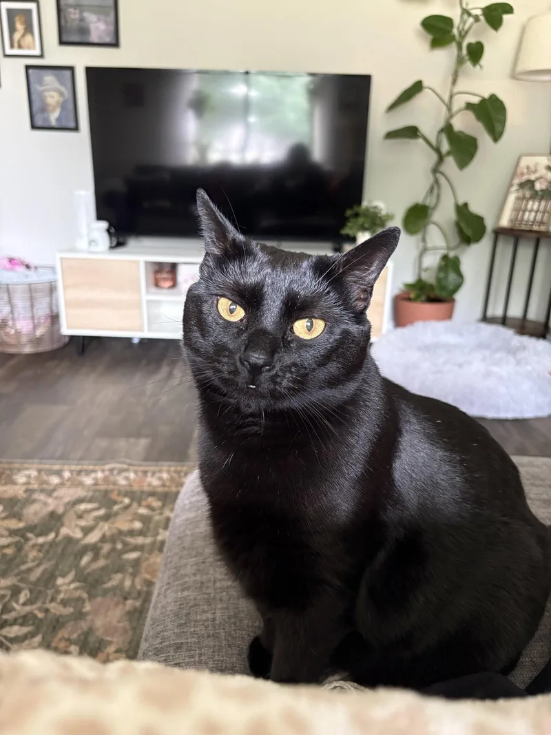 An adult medium-sized male Black Domestic Short Hair cat named Koja for adoption in Herndon, VA