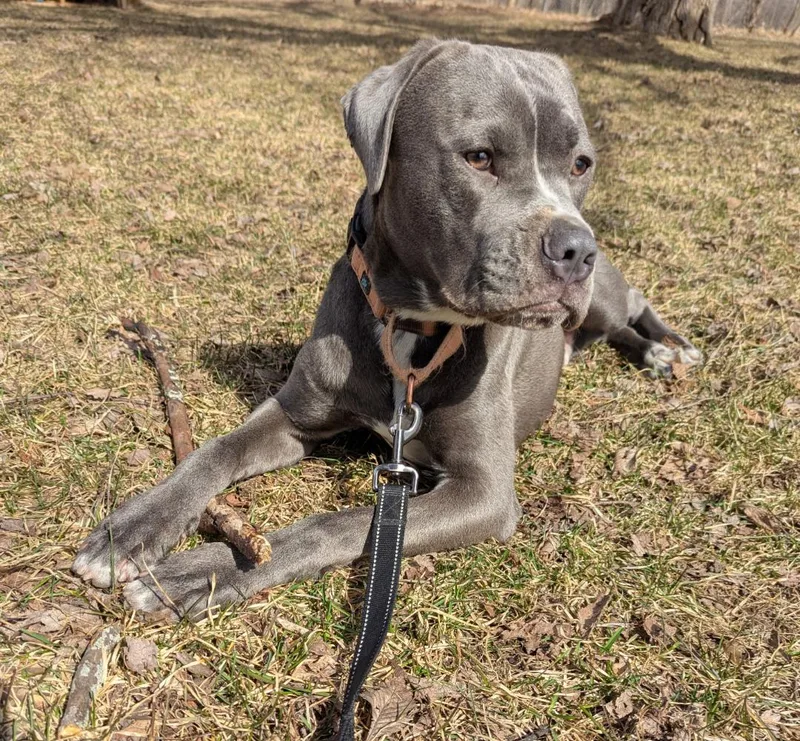 Raven Courtesy Listing