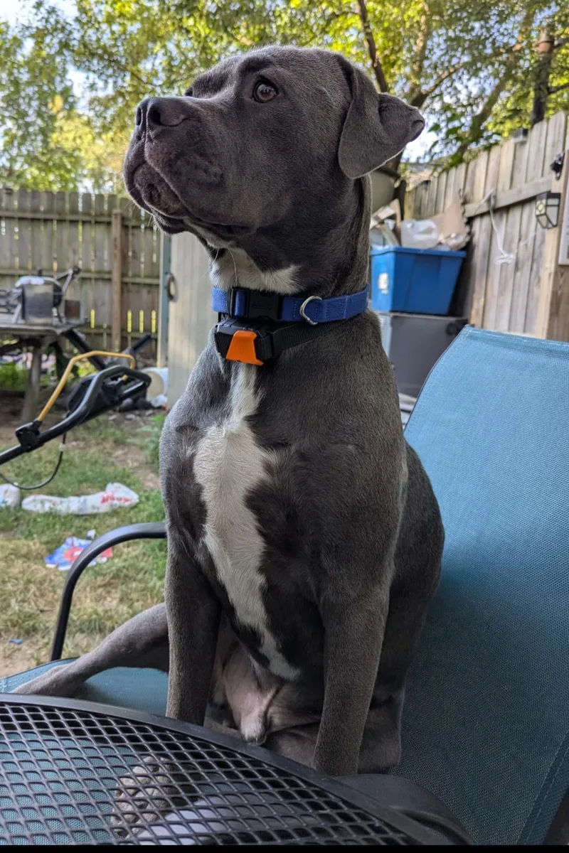 Raven Courtesy Listing thumbnail 2