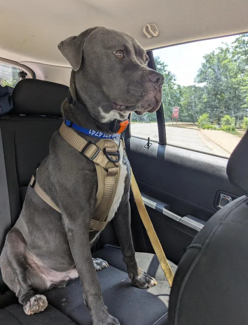 Raven Courtesy Listing thumbnail 3