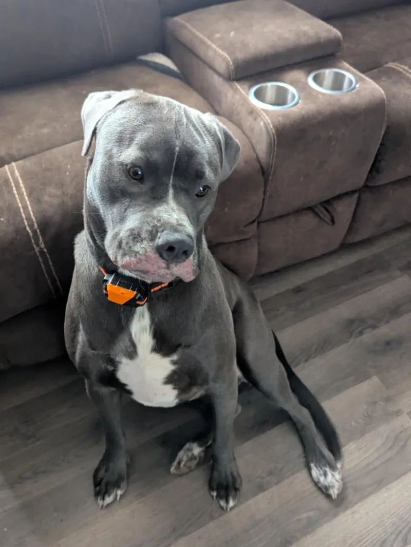 Raven Courtesy Listing thumbnail 4