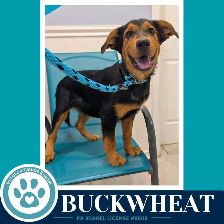 A baby large-sized male Brown / Chocolate Labrador Retriever dog named Buckwheat for adoption in Kimberton, PA