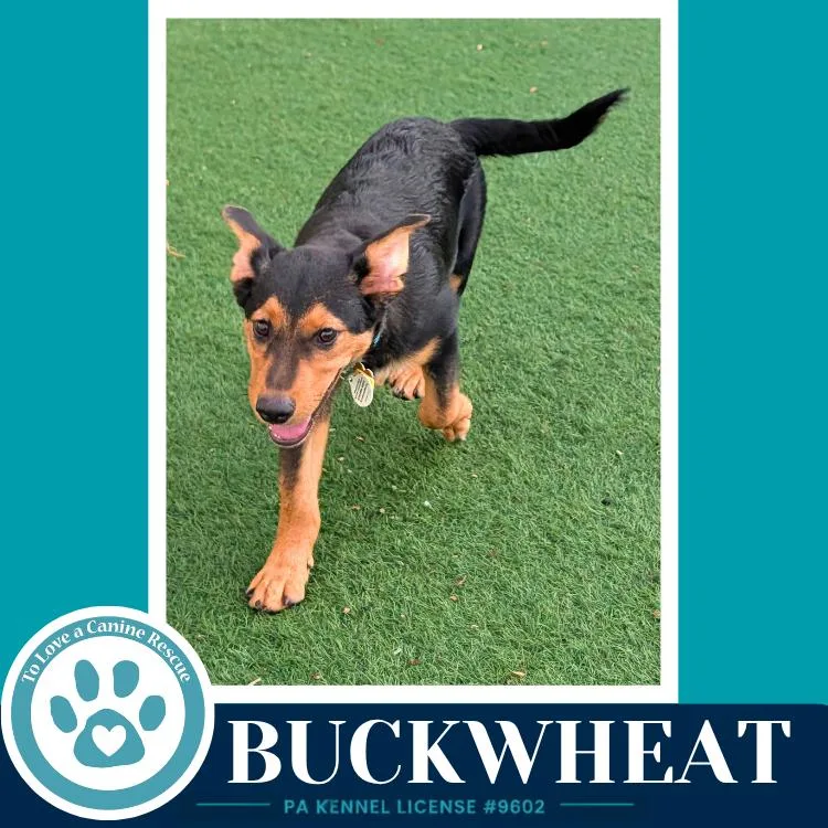 Buckwheat thumbnail 2