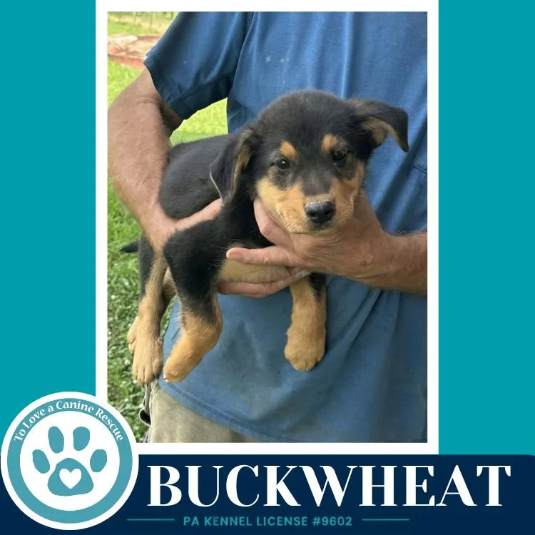 Buckwheat thumbnail 3