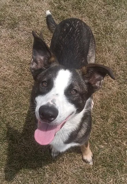 A young medium-sized female Collie dog named Rachel for adoption in Indianapolis, IN