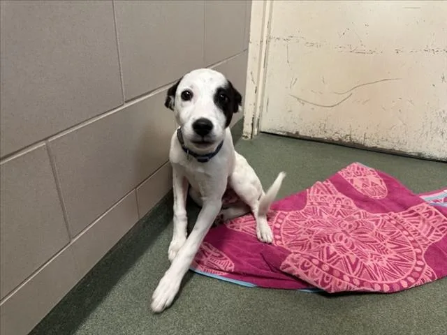 A baby small-sized male Mixed Breed dog named Bobby for adoption in Santa Fe, NM