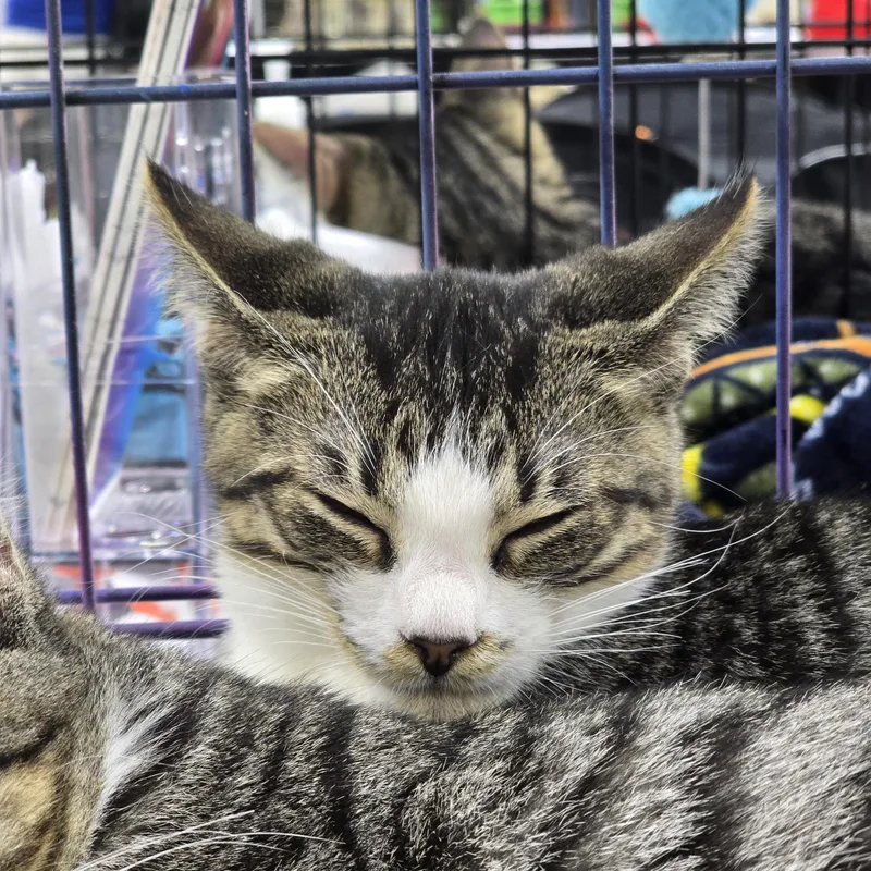 A young medium-sized male Tabby (Buff / Tan / Fawn) Domestic Short Hair cat named Knox for adoption in East Lansing, MI