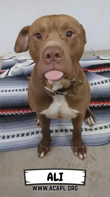 Ali