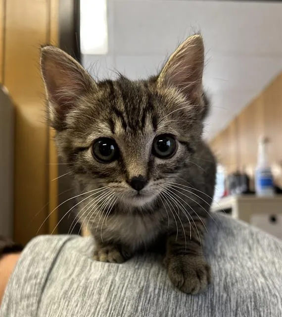 A baby small-sized male Domestic Short Hair cat named Roo for adoption in Lodi, CA