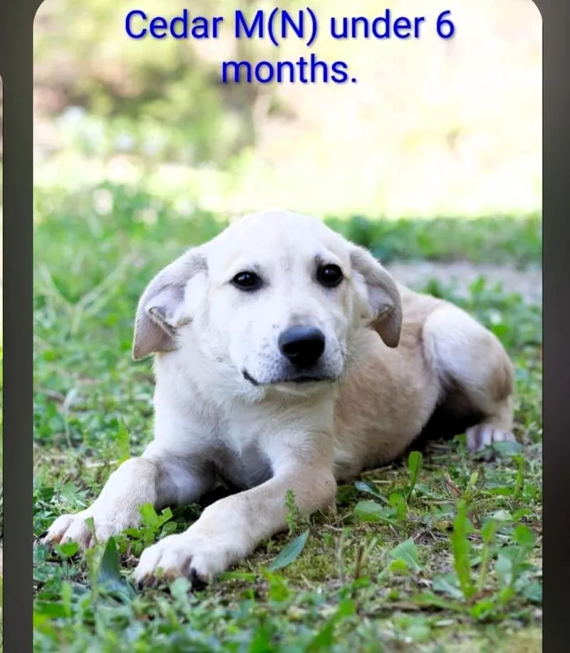 A baby medium-sized male White / Cream Mixed Breed dog named Cedar for adoption in Chardon, OH