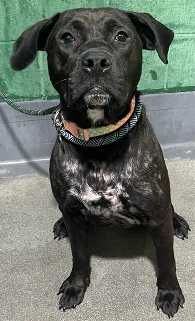 A young large-sized female Labrador Retriever dog named Pixel for adoption in Upper Marlboro, MD