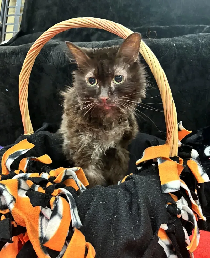 A senior medium-sized male Domestic Medium Hair cat named Oliver for adoption in Pueblo, CO