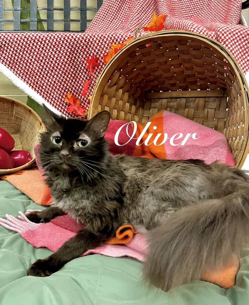 Oliver thumbnail 2