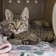 A baby small-sized female Gray / Blue / Silver Domestic Short Hair cat named Leia for adoption in Bastrop, TX
