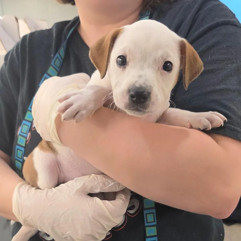 A baby small-sized female Mixed Breed dog named Athena for adoption in Jacksonville, FL