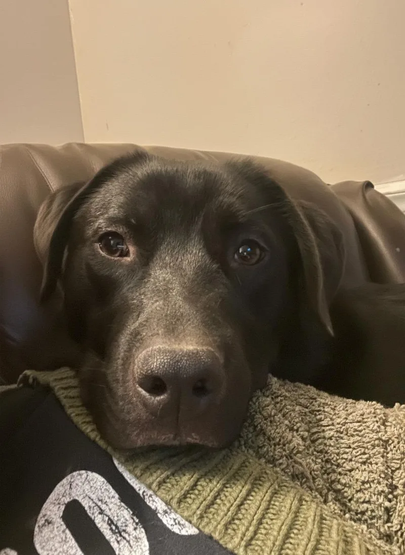 A young medium-sized male Black Labrador Retriever dog named Beau for adoption in MADISON, AL