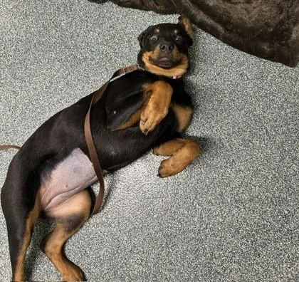 A young large-sized female Bicolor Rottweiler dog named Nala for adoption in Lansing, MI