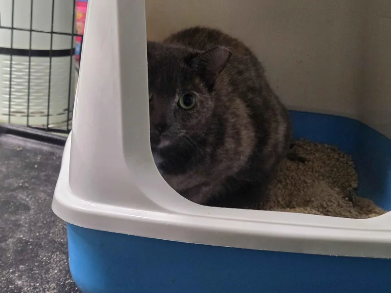 An adult medium-sized female Domestic Short Hair cat named Super Mom for adoption in Oviedo, FL