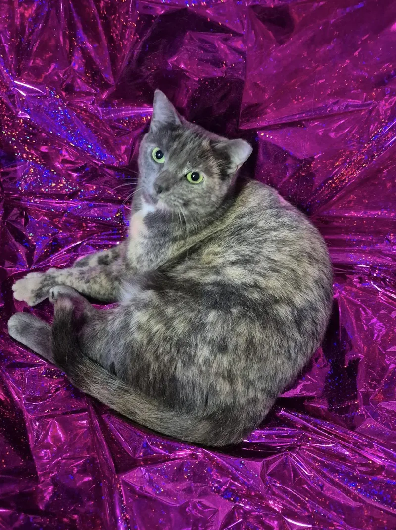 Super Mom thumbnail 2